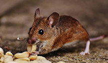 24 Hour & Emergency Exterminators in Rch Palos Vrd, CA